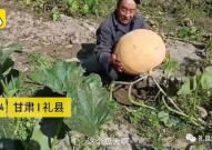 礼县吃瓜网红事件真相揭秘,揭秘背后真相与争议