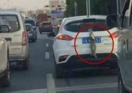 吃瓜网车牌,独特设计背后的故事与寓意